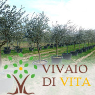 VIVAIO PIANTE DI VITA LUCA