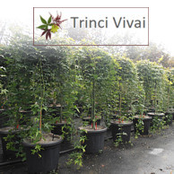 TRINCI VIVAI